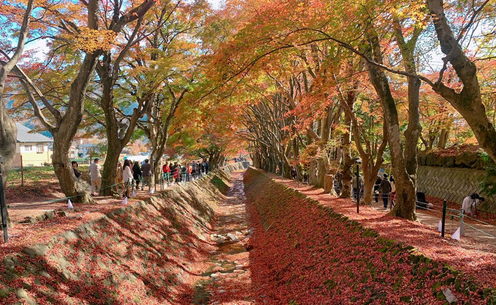 河口湖楓葉迴廊