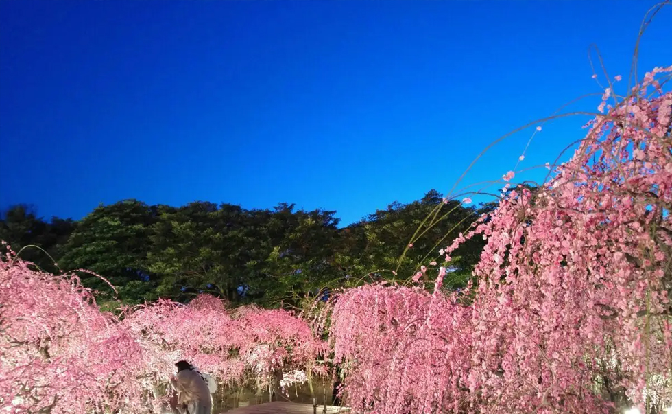 長島名花之裡2